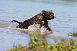 STAFFIE 155